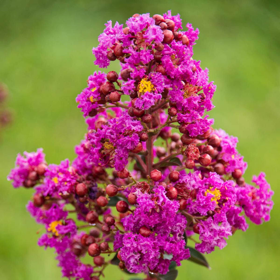 Gurney's Seed and Nursery Catawba Crape Myrtle Purple Flowering Shrub in 1 Pack(s) Bare Root | 87645